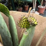 Opuncia figová (Opuntia ficus) ´INDICA´ - výška 40-60 cm, kont. C7L (-5°C)
